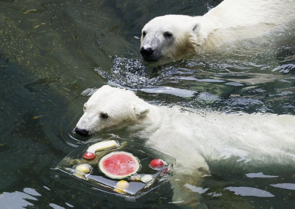 Polar bears at the Everland Amusement Park eat iced watermelon and other fruits to cool down